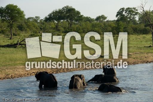 Afrikanischer Elefant (73 von 131).jpg